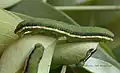 ウラナミシロチョウ