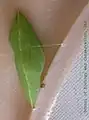 蛹