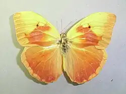オオベニキチョウ
