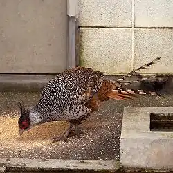 カンムリキジ