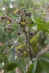 Caulophyllum giganteum