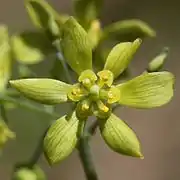 花の細部