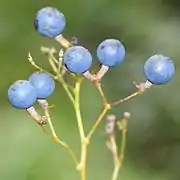 液果状の種子