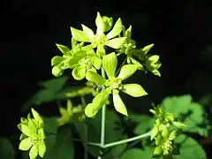 Caulophyllum robustumルイヨウボタン