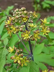 Caulophyllum thalictroides