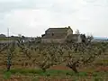 カバ (DO)のブドウ畑