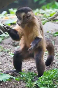 フサオマキザル