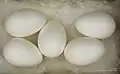 卵