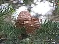 樹上で分解中のヒマラヤスギ属の球果