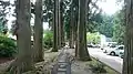 唐松神社のスギ並木