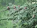 ヒマラヤスギ属の球果はモミ属と同じく樹上に直立するCedrus deodata