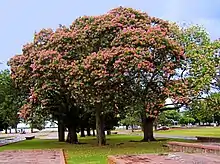花を付けたトックリキワタの全景