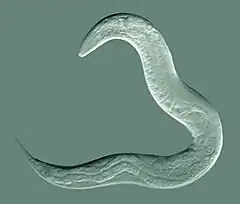 カエノラブディティス・エレガンスCaenorhabditis elegans:線形動物