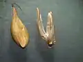 総苞から取り出された小穂