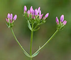 密な集散花序となる。