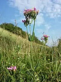 直立する茎。
