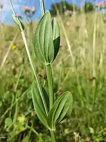 茎葉。