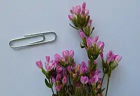花びら1枚は長さ6ミリメートルほど。