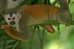 セアカリスザル