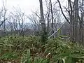 中央峰