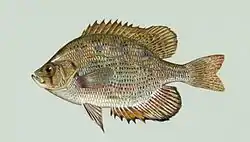 Centrarchus macropterus