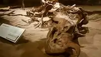 セントロサウルス・アペルトゥス。ロイヤル・ティレル古生物学博物館の展示。