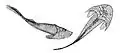 ケファラスピスCephalaspis lyelli(想像図)