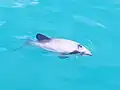 セッパリイルカ