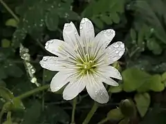 花はほぼ平開し、径約15mm。花弁は5個あり、先端は2浅裂する。