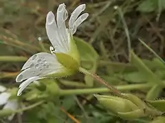 花柄と萼片の外側に腺毛が密生する。