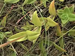 葉と茎に長毛と腺毛が混生する。