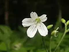 花は白色で径約3cm近くになり、日本産ミミナグサ属植物の中で最大になる。花弁の先端は2裂せず、円頭になる。