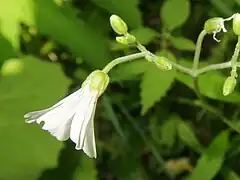 花柄に腺毛が生え、萼片は楕円形から卵状楕円形になり、先端が円頭になり背面に腺毛が生える。花弁は萼片の長さの2.5-3倍になる。