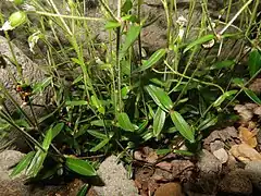 茎の節間に2列の長毛と腺毛が生える。葉は対生し、葉身は広線形から線状披針形で、先端は鋭頭、基部に葉柄は無い。葉の表面の中脈がへこむ。