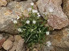高山帯の岩礫地に生育する。標高2800ｍ近い岩場で。八ヶ岳。