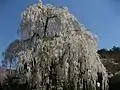 シダレザクラ(小糸枝垂桜、樹齢300年)