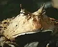 頭部