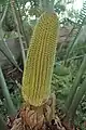 ナガバツノザミア（Ceratozamia mexicana）の"雄花"