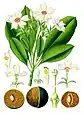 『ケーラーの薬用植物』から