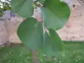 葉
