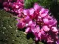 古株から芽吹くように出た花