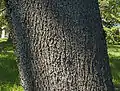 幹（木肌）
