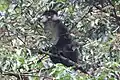 Cercopithecus ascanius schmidti