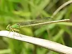 キイトトンボのメスCeriagrion melanurum