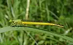 キイトトンボのオスCeriagrion melanurum