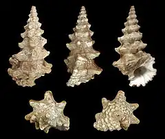 Cerithium nodulosum 01
