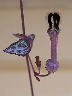 Ceropegia woodii