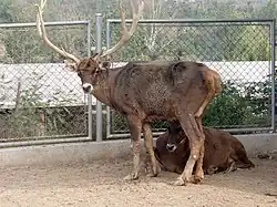 クチジロジカ