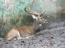 ターミンジカ