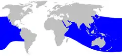 イチョウハクジラの分布